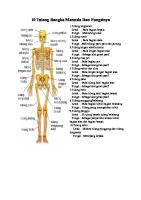 10 Tulang Rangka Manusia Dan Fungsinya