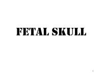 A&amp P - Fetal Skull