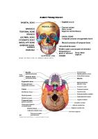 Anatomi Fisiologi Cranium