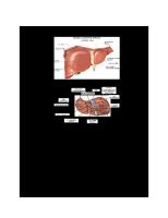 Anatomi Fisiologi Organ Hati Dan Penyakit Hepatitis [PDF]