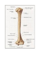 Anatomi Humerus