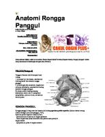 Anatomi Rongga Panggul [PDF]