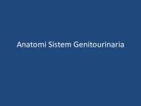 Anatomi Sistem Genitourinaria