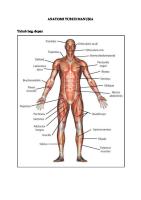 Anatomi Tubuh Manusia PDF
