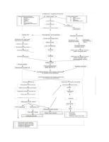 Angina Pectoris Pathway