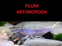 Arthropoda