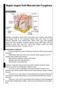 Bagian Bagian Kulit Manusia Dan Fungsinya