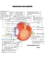 Bagian Mata Dan Fungsinya