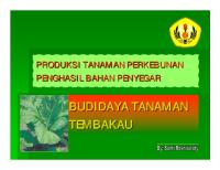 Budidaya Tembakau