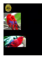 Burung Nuri Merah [PDF]