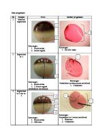 Data Pengamtan Perkembangan Embrio Katak