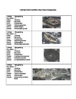 Deskripsi Fosil Foraminifera Besar Satuan Batugamping [PDF]