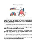 Embriologi Spinal Cord