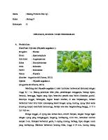 Esai Ilmiah Tumbuhan Ciplukan [PDF]