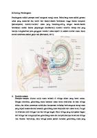 Fisiologi Pendengaran