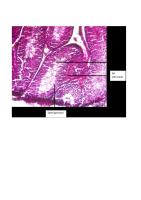 Histologi Testis Mencit - A4