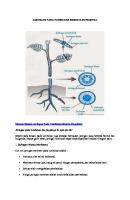 Jaringan Pada Tumbuhan Beserta Fungsinya [PDF]
