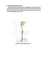 Klasifikasi Ekstremitas Bawah [PDF]