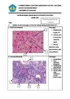 Laporan Histologi