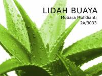 Lidah Buaya