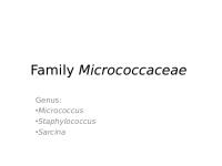 Micrococcaceae Family [PDF]