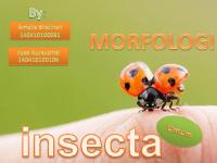 Morfologi Insecta New