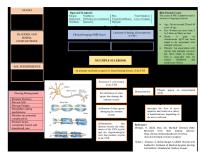 Multiple Sclerosis Concept Map