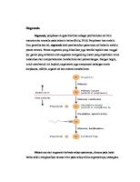 Oogenesis, Kesimpulan Dan Saran [PDF]