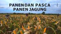 Panen Dan Pasca Panen Jagung