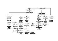 Pathway Nifas Fisiologis