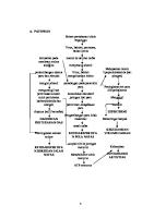 Pathway Pneumonia