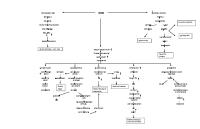 Patofisiologi Pathway Diabetes Mellitus Tipe 2