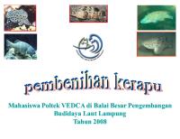 Pembenihan Kerapu