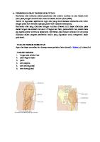 Pemberian Obat Injeksi Sub Cutan [PDF]