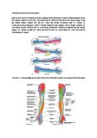 Persarafan Ekstremitas Atas
