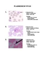 Plasmodium Vivax Dan Falciparum