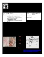 Praktikum Jaringan Integumen [PDF]