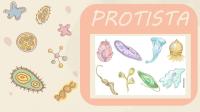 Protista [PDF]