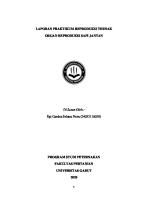 Reproduksi Sapi Jantan [PDF]