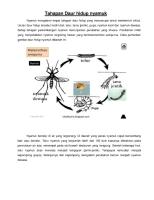 Tahapan Daur Hidup Nyamuk [PDF]