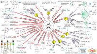 Tajwid Diagram PDF