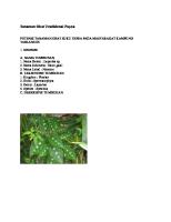 Tanaman Obat Tradisional Papua [PDF]